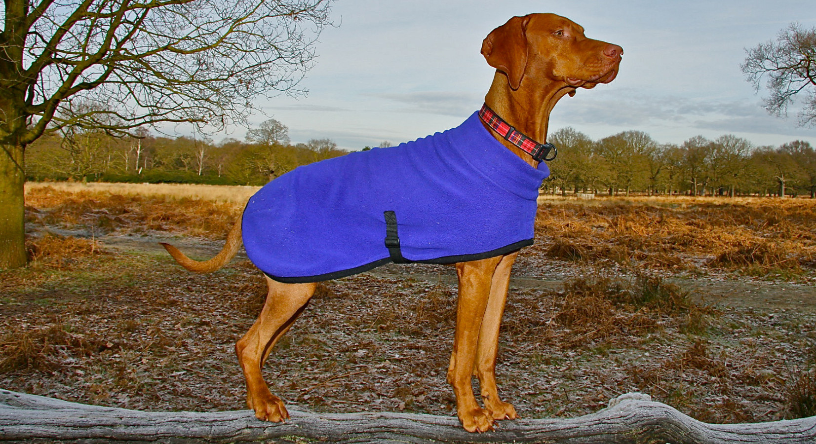 Polartec Fleece Dog Coats, Dog Jumpers, Summer Suits, TShirts, Shorts