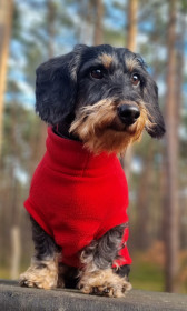 Dachsie Jumper, Red Dachsie Jumper, Red