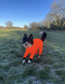 Dog Suit, Blaze Orange