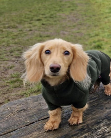 Dachsie Suit, Loden Green Dachsie Suit, Loden Green