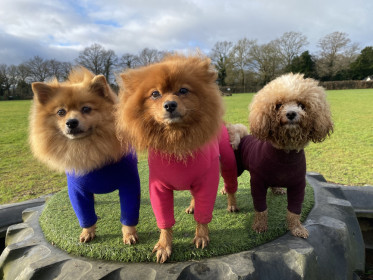 Dog Suit, Cobalt Blue, Mulberry, Soft Fuchsia