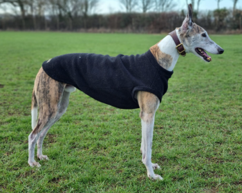 Dog Tankie, Black Dog Tankie, Black