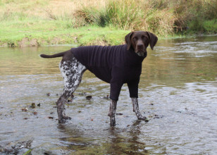 Dog Jumper, Espresso