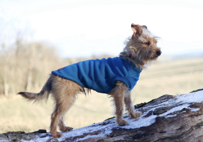 Dog Tankie, Petrol Dog Tankie, Petrol