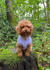 Dog Tankie, Lavender Dog Tankie, Lavender