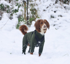 Dog Suit, Loden Green