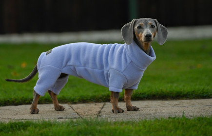 Dachsie Suit, Lavender