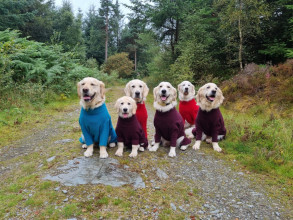 Dog Suit, Red, Teal, Mulberry