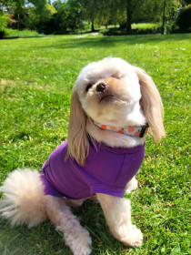 T-Shirt Body, Amethyst T-Shirt Body, Amethyst