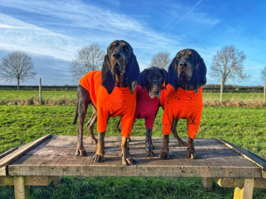 Dog Jumper, Soft Fuchsia, Blaze Orange