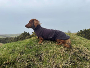 Dachsie Jumper, Espresso