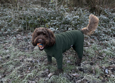 Dog Suit, Loden Green