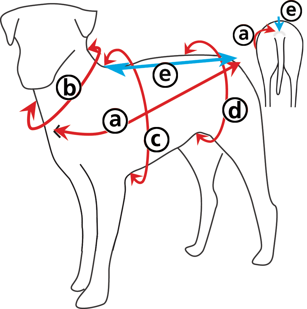 measuring a dog for a coat
